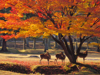 %e5%a5%88%e8%89%af%e5%85%ac%e5%9c%92